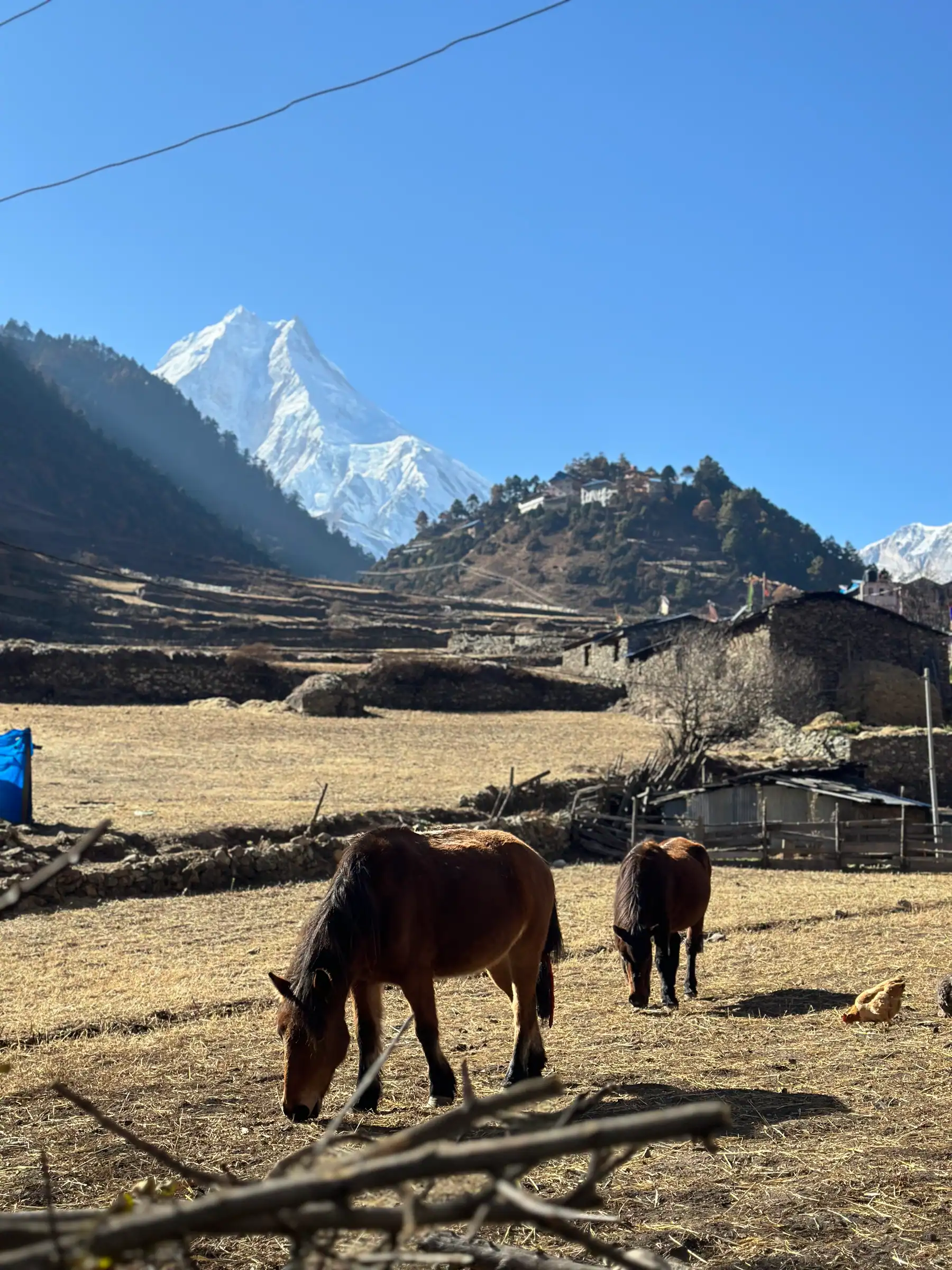 Manaslu above a Nubri village on the Manaslu Circuit, horses grazing on the terraces